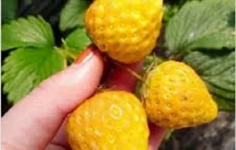 Полуниця ампельна (каскадна)жовтоплодна сорту Ананасова