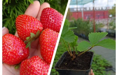 Пропонуємо саджанці Полуниці (Клубніка