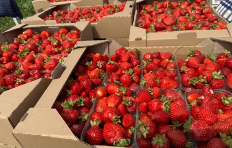 Продам саженцы клубники