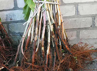 Куплю Саженцы Малины