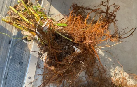 Кущі малини сорту Маравілла