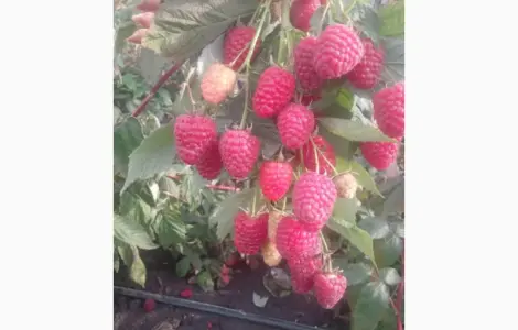 Саджанці малини