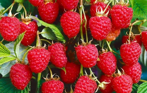 Саджанці малинового дерева Краса - 1-річний