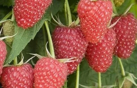Крупноплодная малина Атлант
