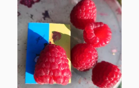 Саджанці малини ремонтантної Полана (опт та роздріб)