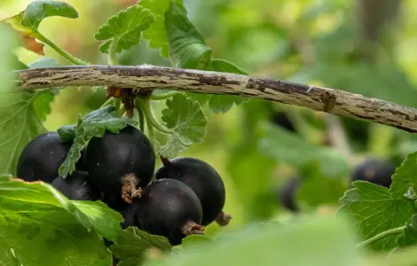 Саджанці чорної Смородини Однорічні 1й сорт Ювілейна Копаня