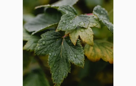 Саженцы черной смородины 1-й сорт Софиевская, 1 год