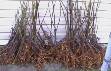 Продаются саженцы инжира