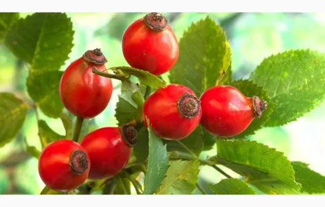 Шипшина «Глобус» взрослые кусты