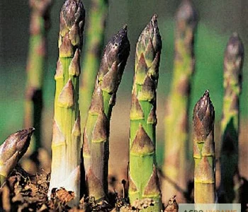 Продаются саженцы спаржи Гийнлим