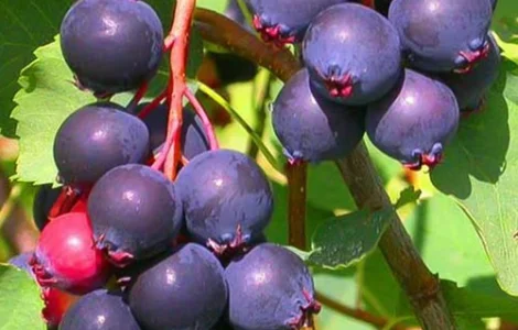 Саджанці ірги Менден - 2-річні