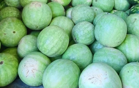 Насіння кавуна Чумак – середньостиглий сорт