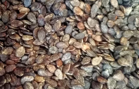 Пропонуються насіння кавуна ау продюсер F2 по 1500 грн за кг та білий цільнолистний по 1000 грн за кг