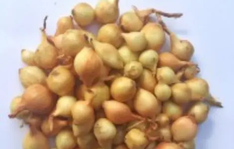 Продам цибуля сорт штутгарт насіння