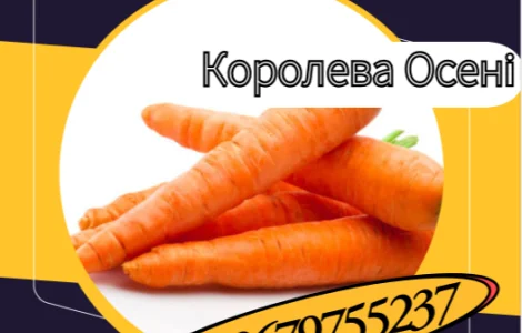 Насіння моркви Королева Осені – поздний сорт
