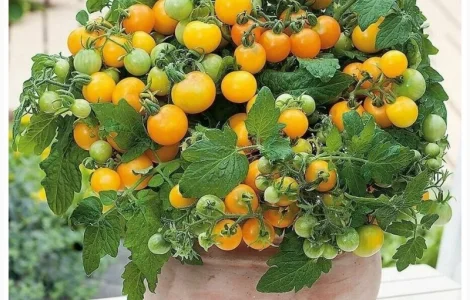 Томат кімнатний сорту Жовтий пінокіо (насіння)