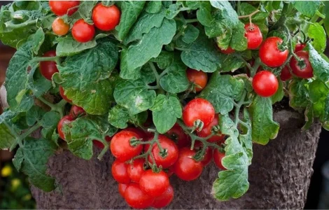 Томат кімнатний сорту Перлина (насіння)