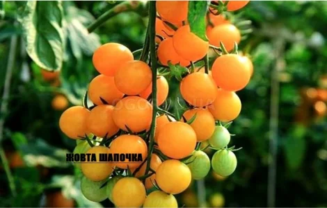 Томат кімнатний сорту Жовта шапочка (насіння)