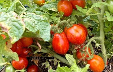 Томат кімнатний сорту Тігретта червона (насіння)
