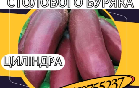 Насіння столового буряка Циліндра – высоковрожайний сорт