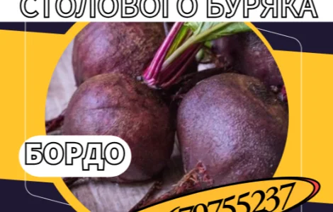 Насіння столового буряка Бордо - високоврожайний сорт