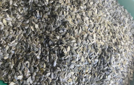 Купуємо голонасінне насіння гарбуза