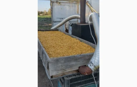 Продается семена тыквы Хоккайдо