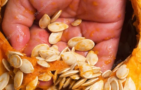 Купую насіння гарбузове різних сортів