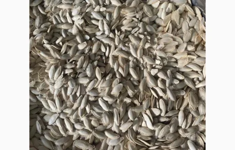 Закуповуємо гарбузове насіння сорту Болгарка