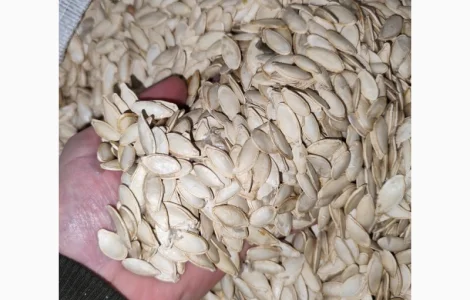 Продается семена тыквы сорта Турка, Данка, Полька, Українка