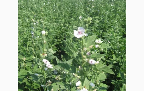 Продаж насіння алтеї лікарської та інших рослин