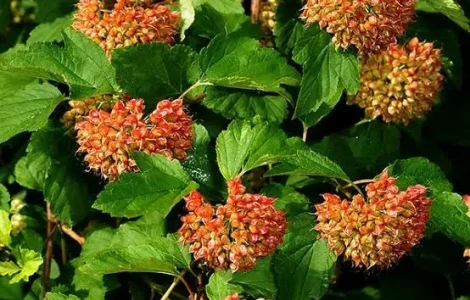 Продам насіння пухироплідника