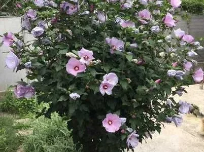 Продам насіння гібіскуса деревовидного (сирійського)