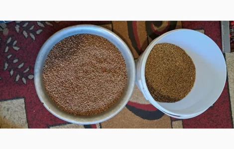 Продам насіння липи дрібнолистої