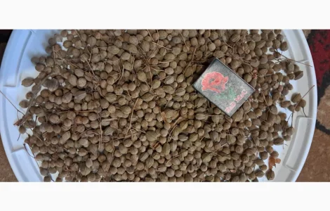 Продам насіння липи широколистої