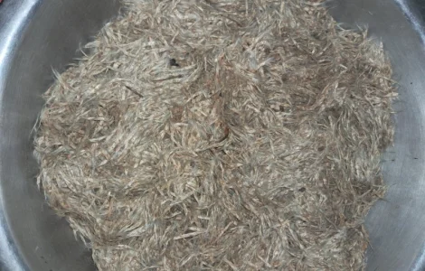 Продам насіння катальпи