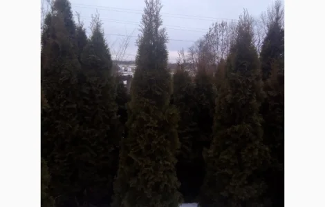 Продам туї оптом