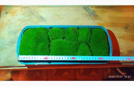 Мох кочка живой