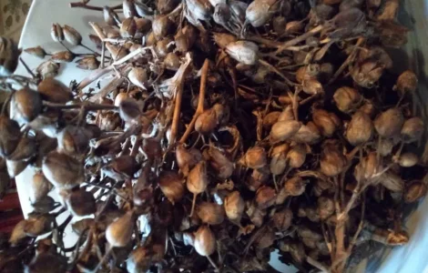 Семена махорки и табака