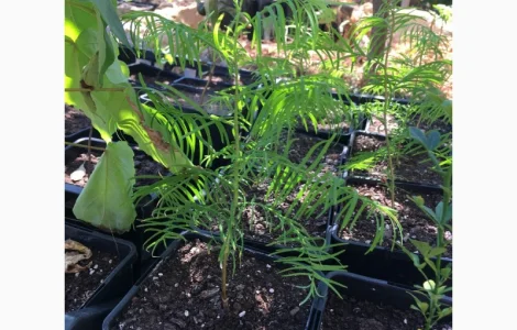 Продам метасеквойя