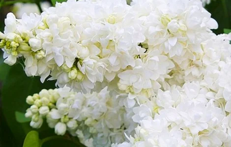 Саженцы сирени Алиса Хардинг (привитая)