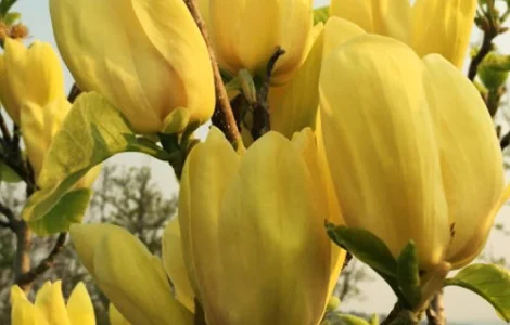 Саджанці магнолії Yellow