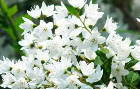 Саженцы дейции Изящная