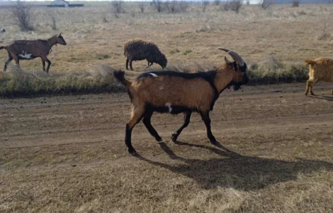 Зааненські кози на молоко та м'ясо недорого!