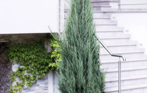 Саджанці ялівцю Блю Арроу