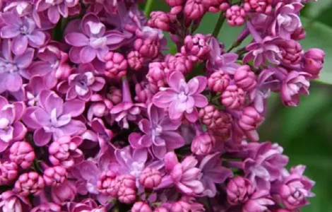 Саженцы сирени Богдан Хмельницкий (привитая)
