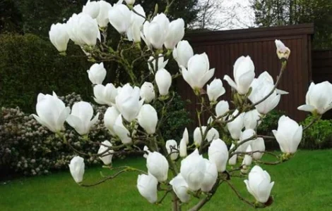 Саджанці магнолії Double White 3 річний