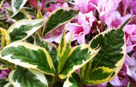 Саженцы вейгели Nana Variegata (ряболиста) в продаже