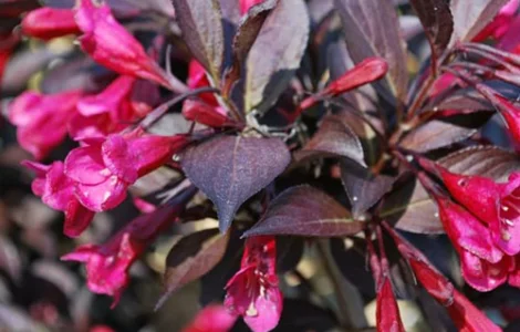 Саженцы Вейгелы Александра в Черновцах