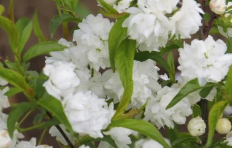 Саджанці сакури Альба Плена